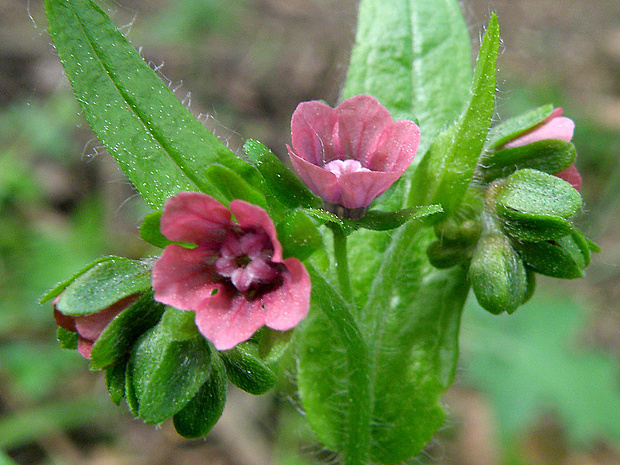 psojazyk uhorský Cynoglossum hungaricum Simonk.