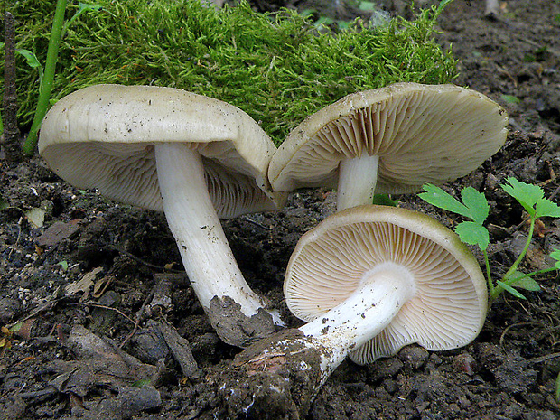 hodvábnica jarná Entoloma clypeatum (L.) P. Kumm.