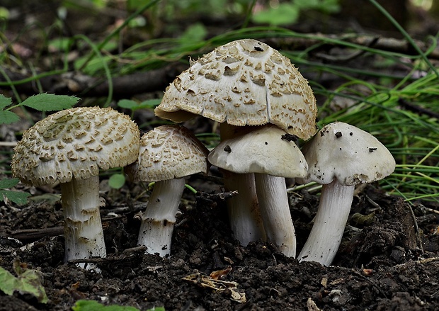 hodvábnica jarná Entoloma clypeatum (L.) P. Kumm.