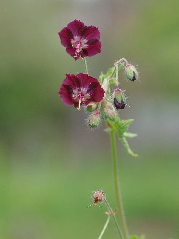 pakost hnedočervený Geranium phaeum L.