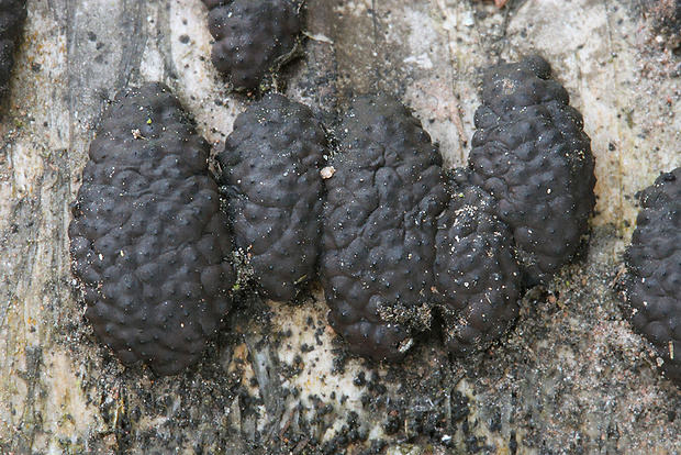 drevovček mnohotvarý Jackrogersella multiformis (Fr.) L. Wendt, Kuhnert & M. Stadler