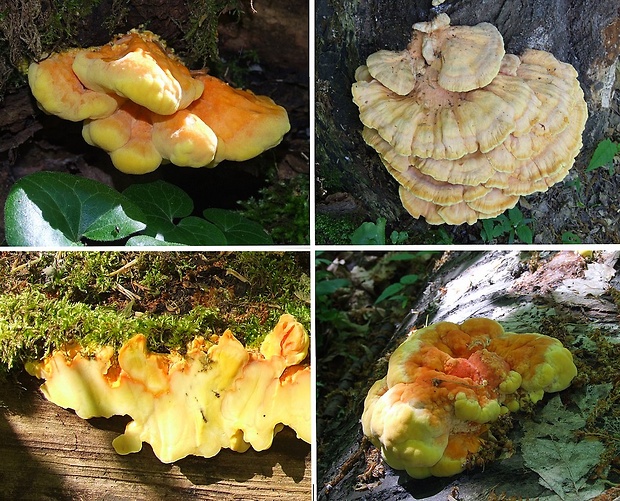 sírovec obyčajný Laetiporus sulphureus (Bull.) Murrill