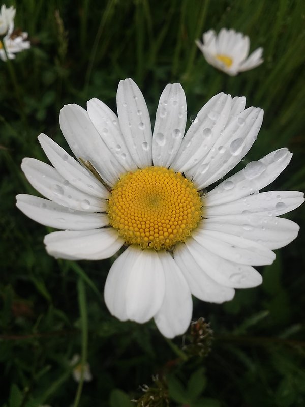 margaréta biela Leucanthemum vulgare Lam.