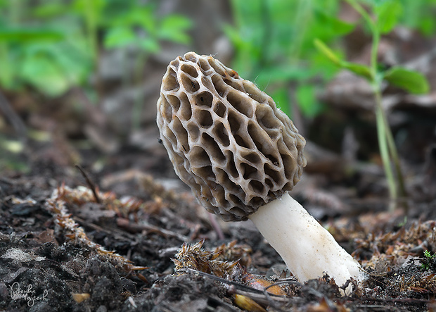 smrčok jedlý Morchella esculenta (L.) Pers.