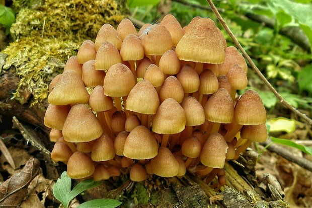 prilbička žltohlúbiková Mycena renati Quél.