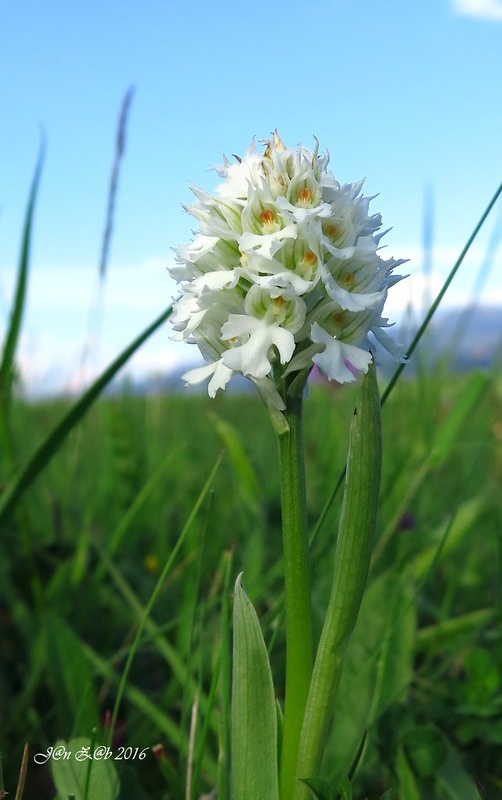 neotinea trojzubá - albín Neotinea tridentata (Scop.) R. M. Bateman, Pridceon et M. W. Chase