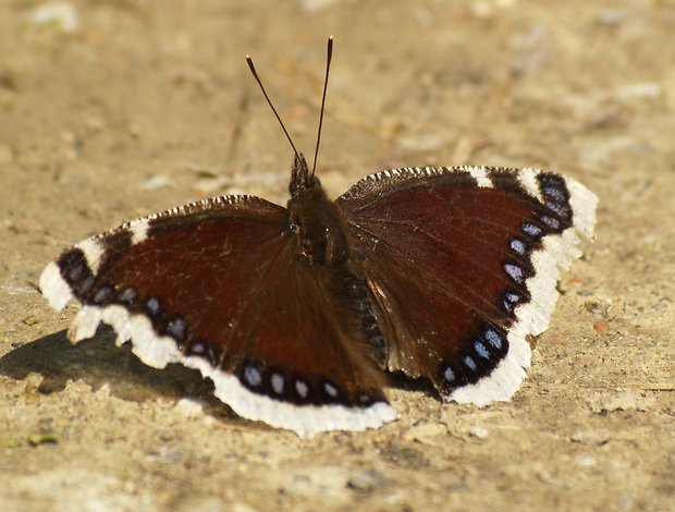 babôčka osiková Nymphalis antiopa