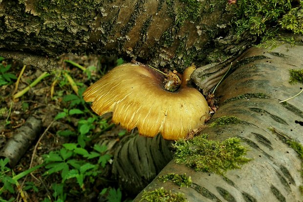 štítovka? Pluteus sp.