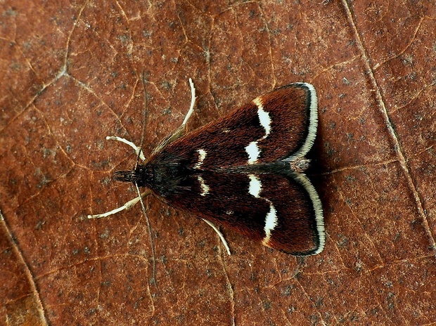 vijačka čierna (sk) / zavíječ černavý (cz) Pyrausta nigrata Scopoli, 1763