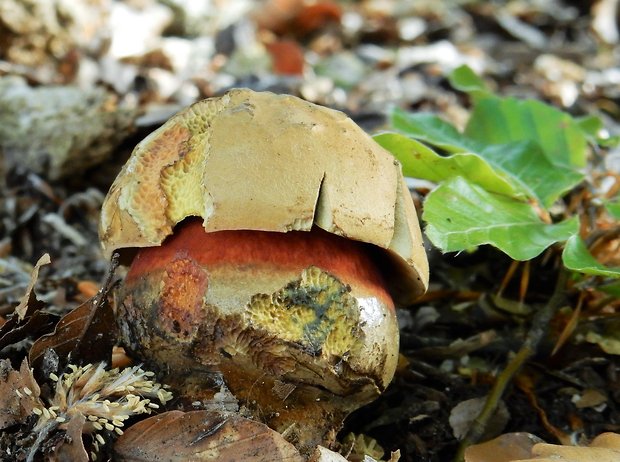 hríb zrnitohlúbikový Sutorius luridiformis (Rostk.) G. Wu & Zhu L. Yang