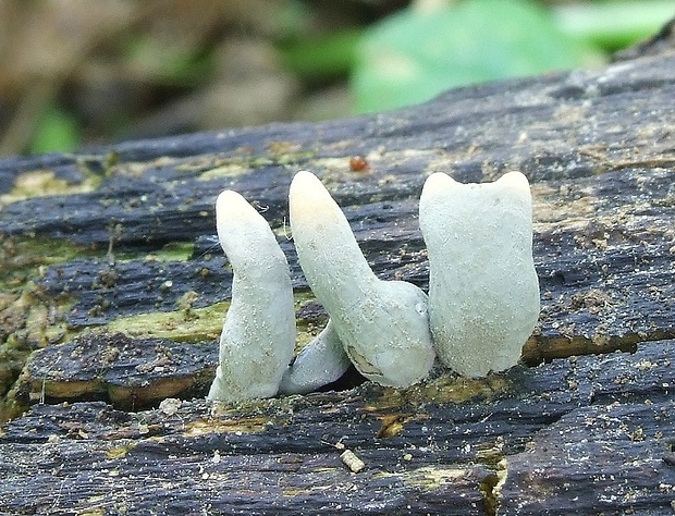 drevnatec Xylaria sp.