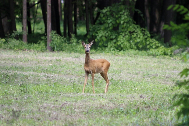 srna lesná capreolus capreolus