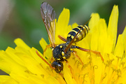 nomada