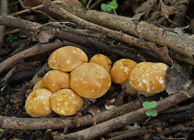 čírovnica májová Calocybe gambosa (Fr.) Donk