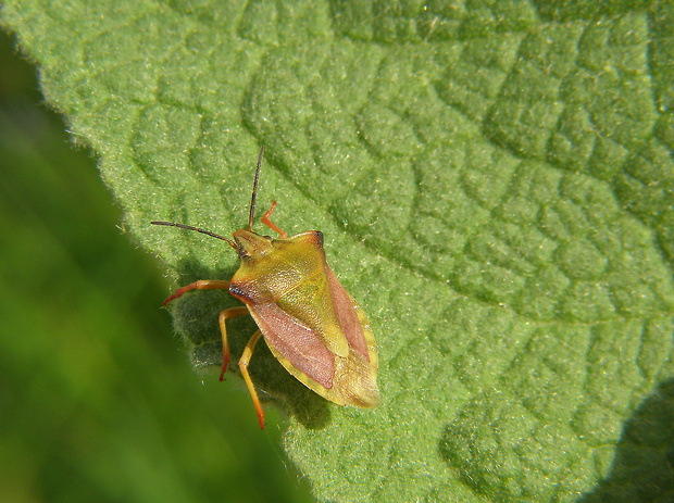 bzdocha menivá Carpocoris pudius