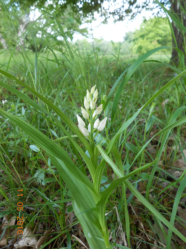 prilbovka dlholistá Cephalanthera longifolia (L.) Fritsch