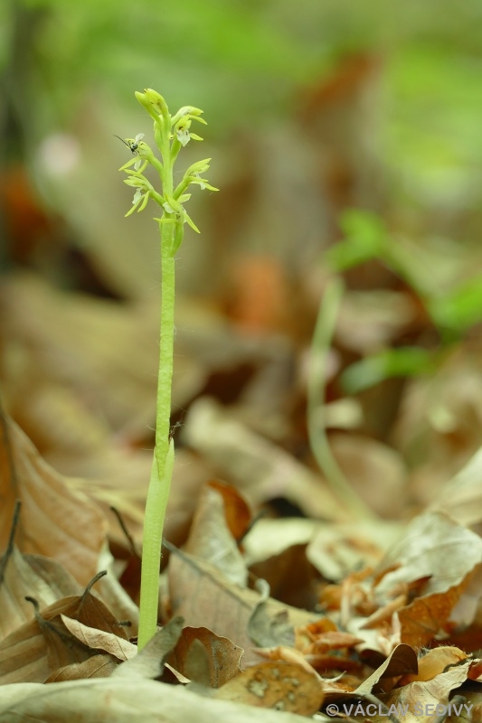 koralica lesná Corallorhiza trifida Châtel.