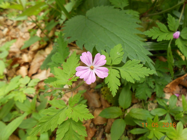 pakost smradľavý Geranium robertianum L.