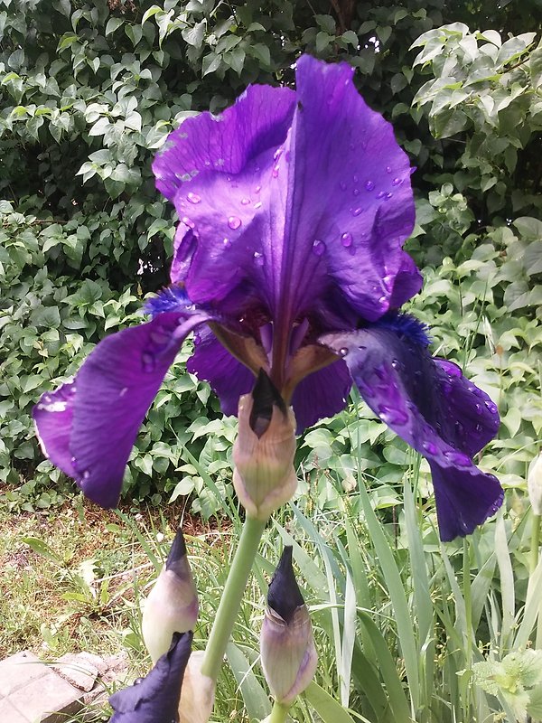 kosatec ? Iris germanica L.