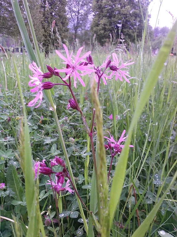 kukučka lúčna Lychnis flos-cuculi L.