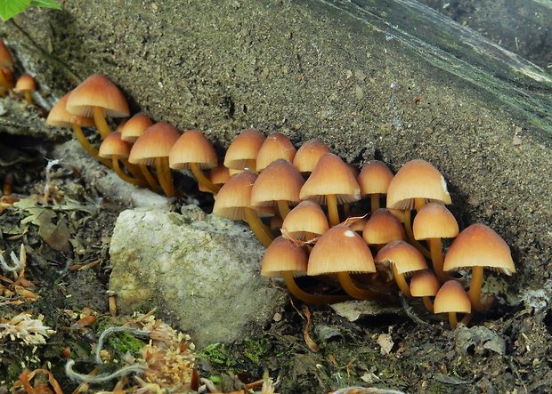 prilbička žltohlúbiková Mycena renati Quél.