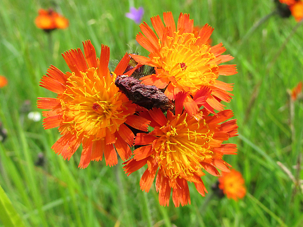 chlpánik oranžový Pilosella aurantiaca (L.) F. W. Schultz et Sch. Bip.