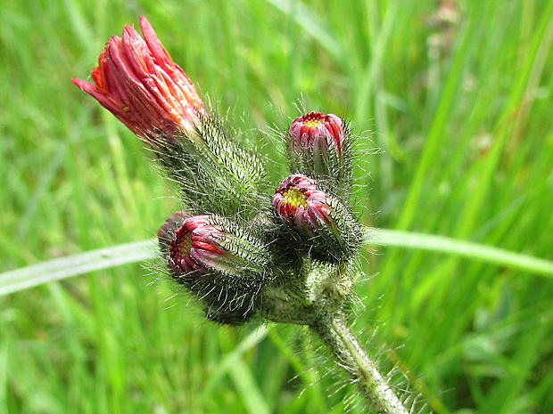 chlpánik oranžový Pilosella aurantiaca (L.) F. W. Schultz et Sch. Bip.