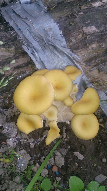 hliva lievikovitá citrónová Pleurotus citrinopileatus (Singer) Ohira