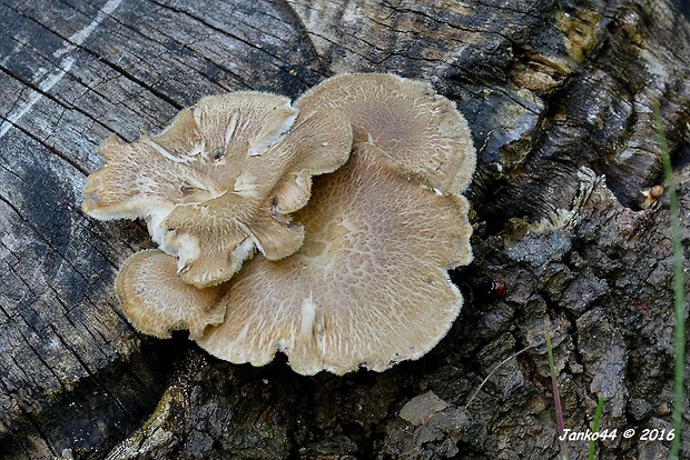 trúdnik šupinatý Polyporus cf. squamosus (Huds.) Fr.