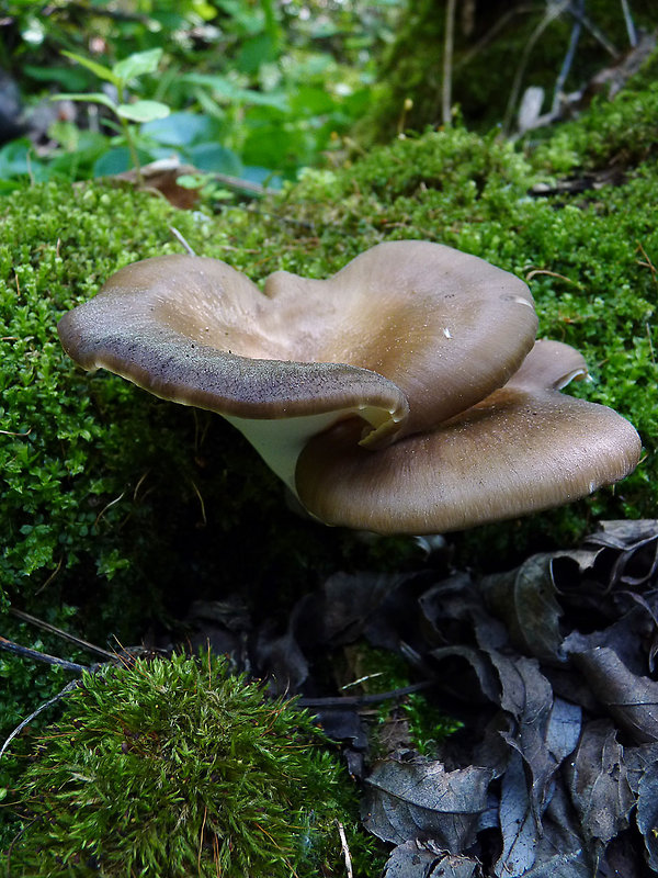 trúdnik tmavohlúbikový Royoporus badius (Pers.) A.B. De