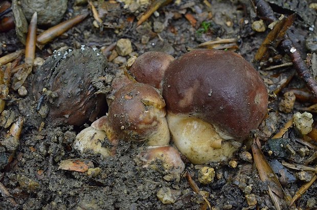 hríb sosnový Boletus pinophilus Pil. et Dermek in Pil.