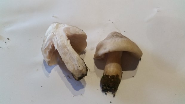 hodvábnica jarná Entoloma clypeatum (L.) P. Kumm.