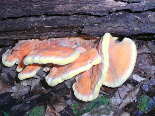 sírovec obyčajný Laetiporus sulphureus (Bull.) Murrill