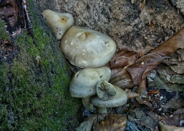 strmulec? Lyophyllum sp.