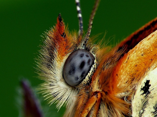 hnedáčik mriežkovaný (sk) / hnědásek kostkovaný (cz) Melitaea cinxia Linnaeus, 1758