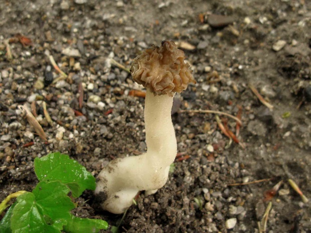 smrčok hybridný Morchella semilibera DC.