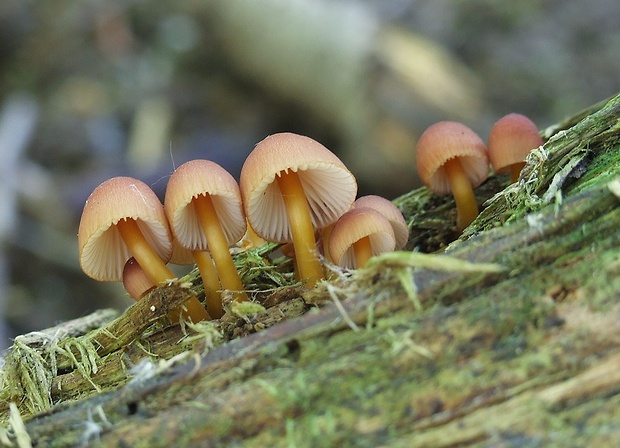 prilbička žltohlúbiková Mycena renati Quél.