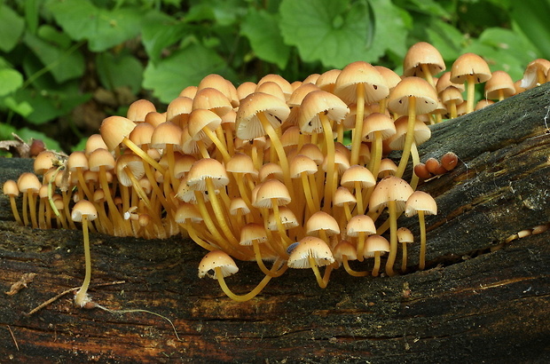 prilbička žltohlúbiková Mycena renati Quél.