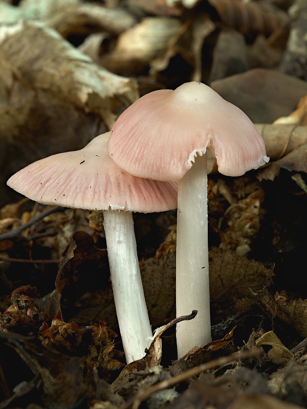 prilbička ružovkastá Mycena rosea Gramberg