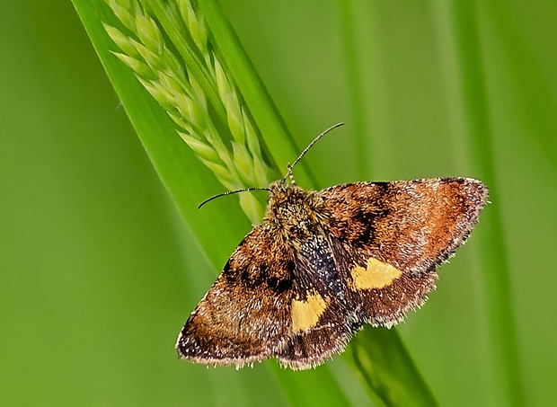 sivkavec rožcový Panemeria tenebrata