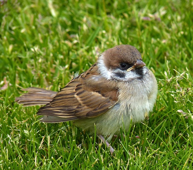 vrabec poľný Passer montanus