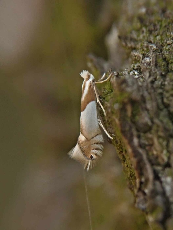 ploskáčik dubinový  /  klíněnka dubová Phyllonorycter roboris Zeller, 1839