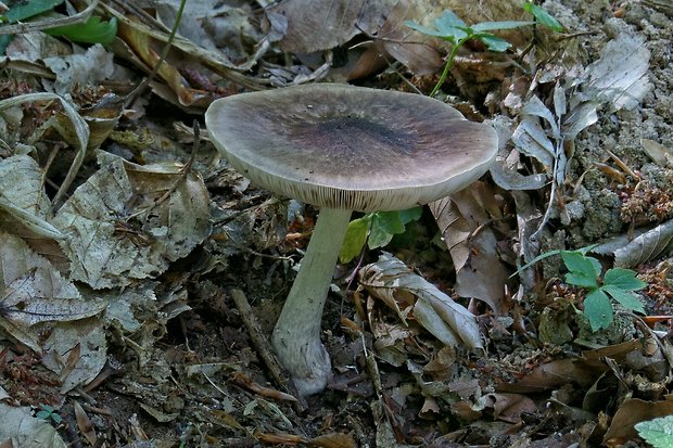 štítovka jelenia Pluteus cervinus (Schaeff.) P. Kumm.