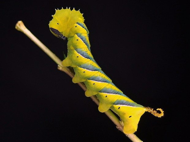 lišaj smrtkový - húsenica Acherontia atropos