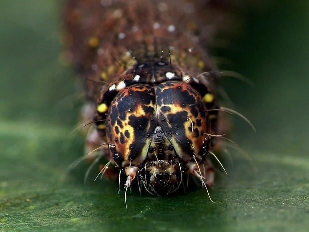 mora hlohová (sk) / pestroskvrnka hlohová (cz) Allophyes oxyacanthae Linnaeus, 1758