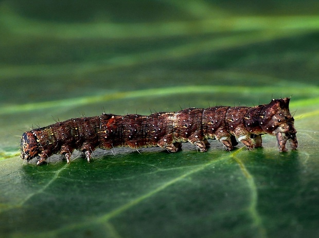 mora hlohová (sk) / pestroskvrnka hlohová (cz) Allophyes oxyacanthae Linnaeus, 1758