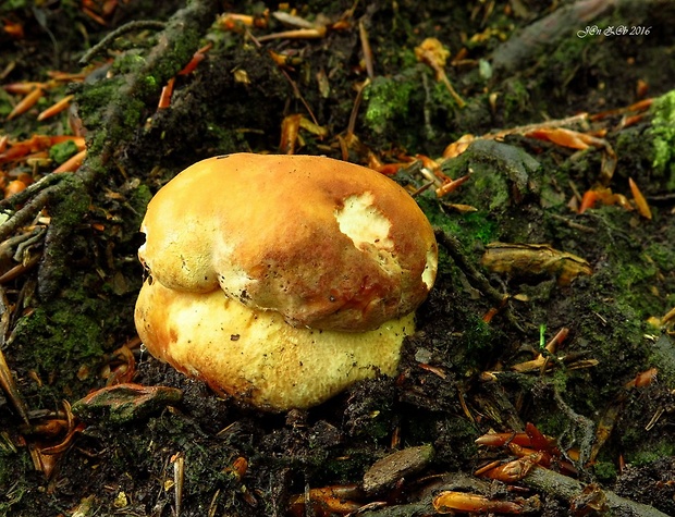 hríb sosnový Boletus pinophilus Pil. et Dermek in Pil.