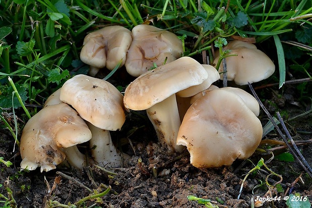 čírovnica májová Calocybe gambosa (Fr.) Donk