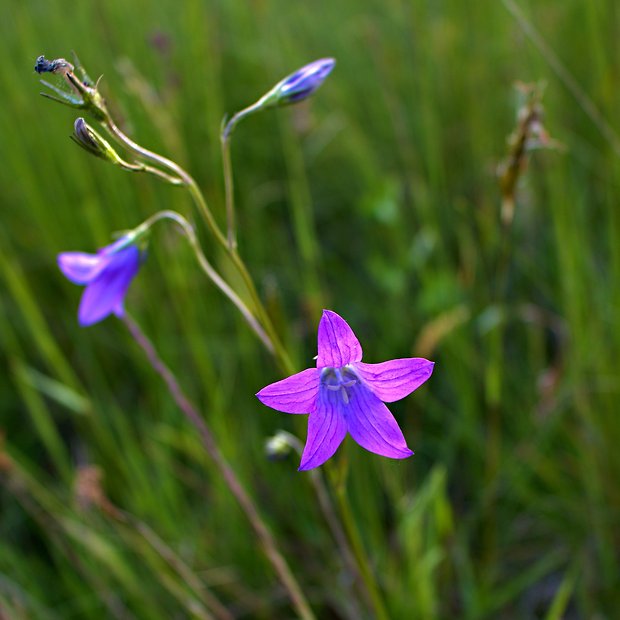 zvonček konáristý Campanula patula L.