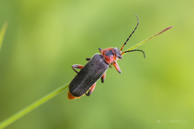 snehuľčík obyčajný Cantharis rustica Fallén, 1807